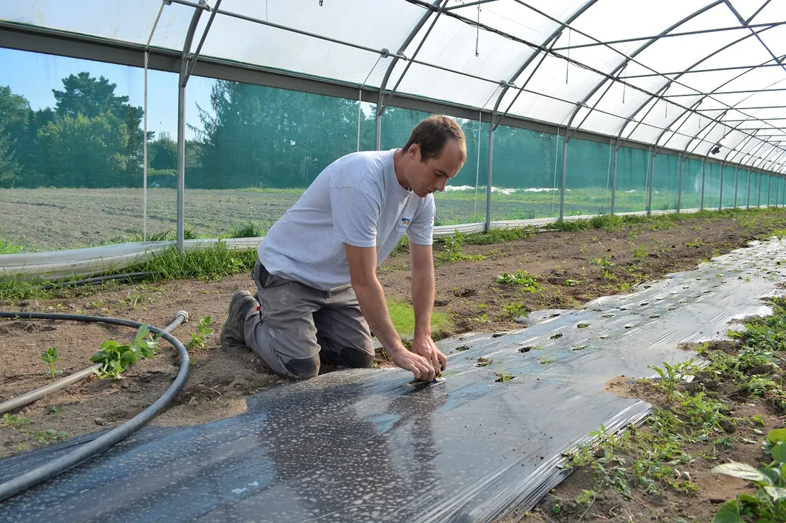 Maraîchage à Vannes